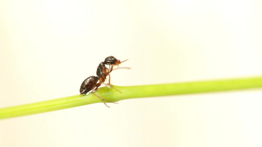 绿色草地上的蚂蚁视频