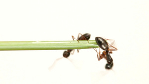 绿植上的两只蚂蚁11秒视频