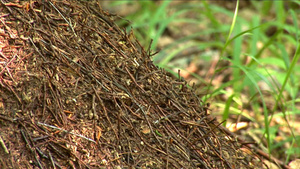 蚂蚁在树林里20秒视频