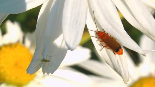花朵上的昆虫视频