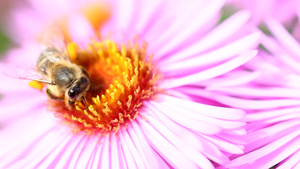 蜜蜂在花上工作29秒视频
