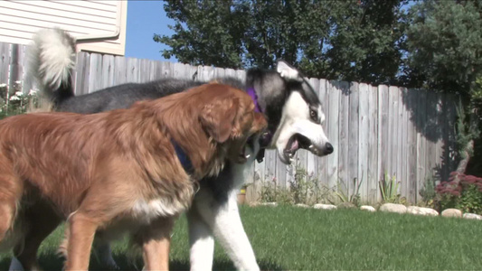 一只西伯利亚哈士奇和金色猎犬在郊区的后院一起玩耍[侧院]视频