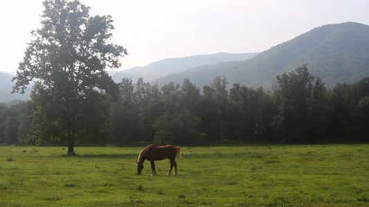 马在山谷牧场吃草视频