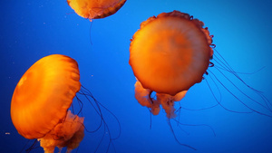 一群美丽的橙色水母在游泳14秒视频