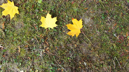秋叶落满地面时间流逝视频