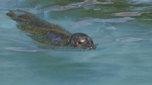 海豹游泳9秒视频