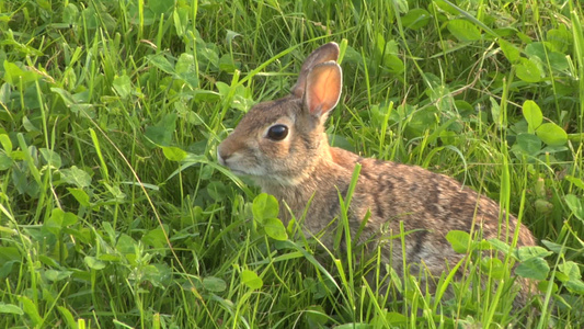 吃草的兔子视频