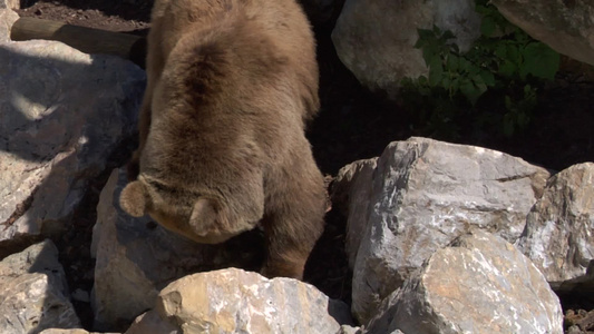 觅食的棕熊视频