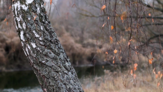 秋天的桦树林视频