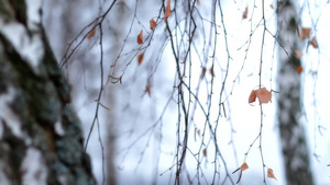秋天的桦树林15秒视频