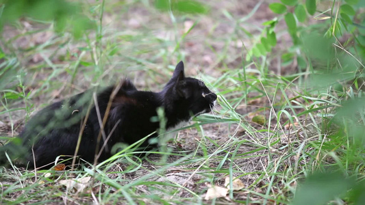 黑猫在草地上跳跃视频