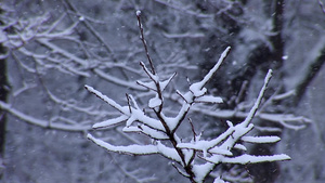 温特帕克雪景特写15秒视频