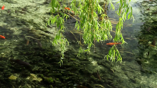 鱼在清澈的水中游泳视频