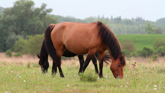 年轻的马在牧场上吃草视频