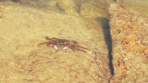 水中的大螃蟹18秒视频