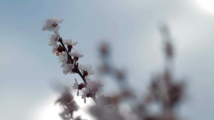 靠近桃花盛开的树枝15秒视频