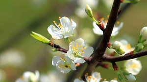 樱花14秒视频