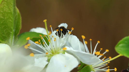蜜蜂在春天的花朵上视频