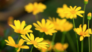 花园里漂亮的黄色春花17秒视频