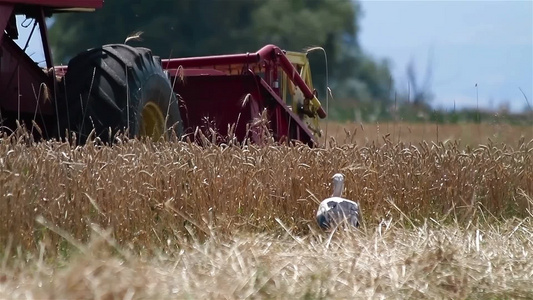 收割机在收小麦[草机]视频