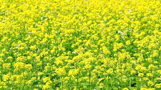 油菜花田视频