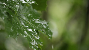 下雨天的枫叶28秒视频