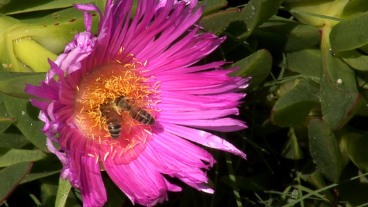 两只蜜蜂蜂拥而至视频