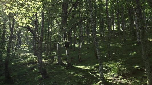 绿色的森林树木视频