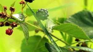 特写生长的蓝莓13秒视频