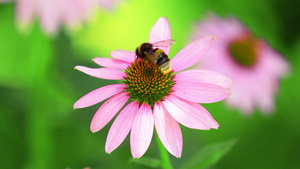 大黄蜂在花上采蜜29秒视频