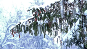 松林中的冬季降雪20秒视频