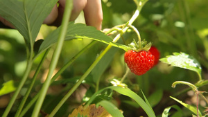 采摘新鲜草莓特写13秒视频