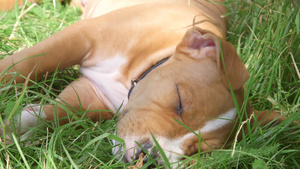 小狗在花园的草地上睡觉17秒视频