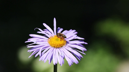 花朵上采蜜的小蜜蜂[采蜜时]视频