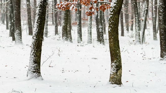 森林上下雪的冬天视频