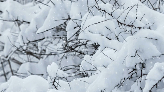 冬天下雪的的森林视频