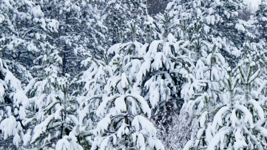 冬天下雪的的森林视频