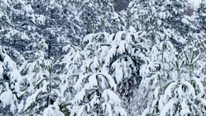 冬天下雪的的森林14秒视频