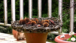 松鼠偷吃晒在庭院里的板栗15秒视频