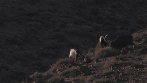 山坡上的羊10秒视频
