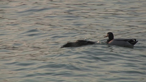 野鸭出双入对游弋于湖面栖息12秒视频