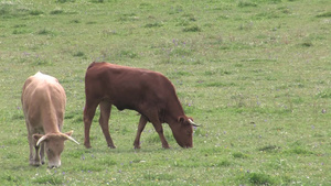 牛在吃草23秒视频