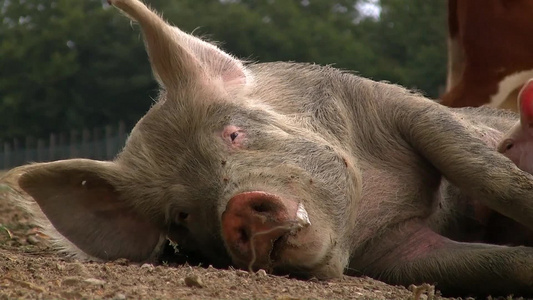 母猪躺在地上给小猪哺乳视频