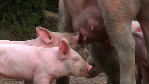 喂养小猪的母猪42秒视频