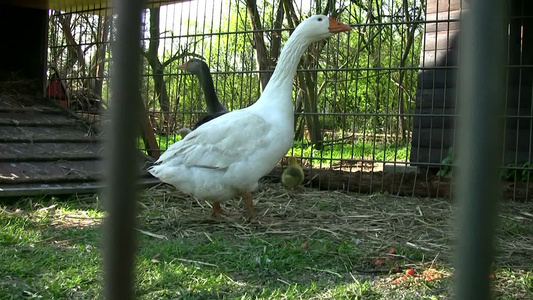 农舍中的家禽视频