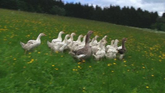 草地上的一群鸭子视频