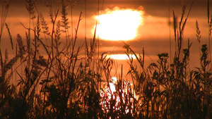 夕阳下湖边的草丛19秒视频