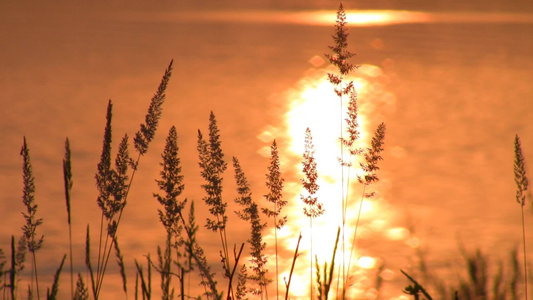 黄昏下落日在水中的倒影和落日余晖下的自然花草风景视频