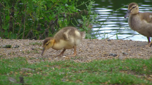 池塘边上寻觅食物的小鸭子11秒视频