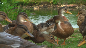 停留在湖岸上的一群麻鸭有的在梳洗羽毛有的在寻找食物19秒视频